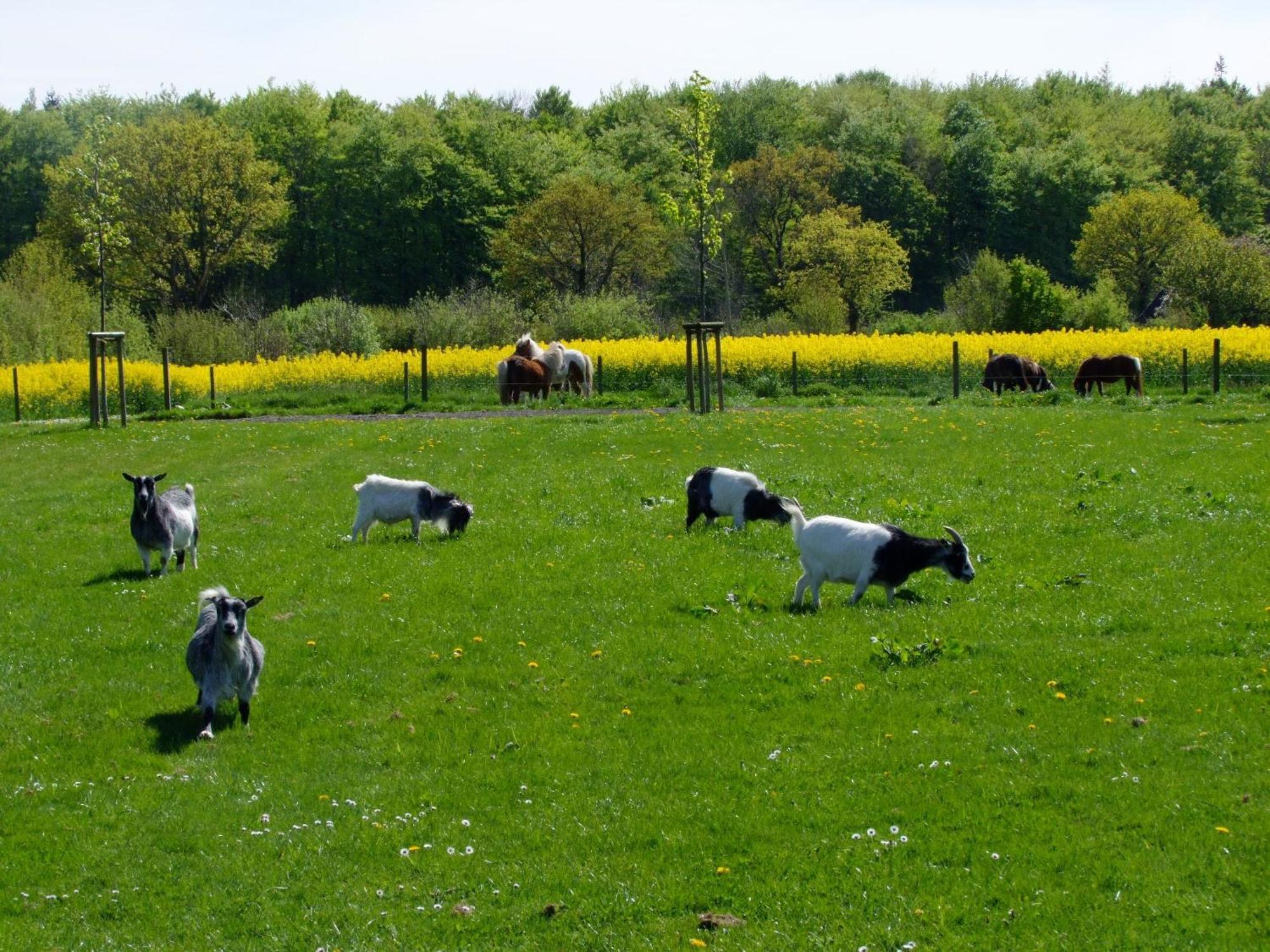 Ferienwohnungen Auf Dem Ferienhof Sell Stoltebüll Buitenkant foto